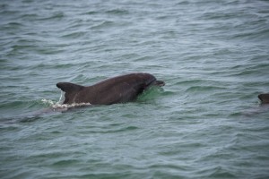 Dolphins5
